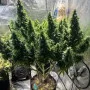 Cannabis seed variety Auto Wedding Cake Feminised Silver