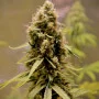 Сорт насіння канабісу CBD Compassion Feminised Silver