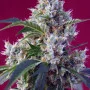 Семена конопли INDIGO BERRY KUSH® от Sweet Seeds