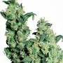 Сорт семян каннабиса Jack Herer Feminised Gold