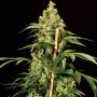 Сорт семян каннабиса Jack Herer Feminised Gold