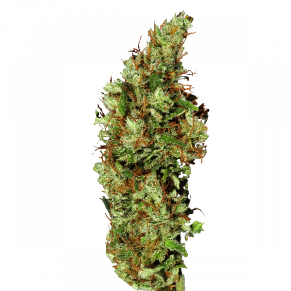 Сорт насіння канабісу Jamaica Sativa Сорт насіння канабісу Jamaica Sativa