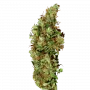 Сорт насіння канабісу Jamaica Sativa Сорт насіння канабісу Jamaica Sativa