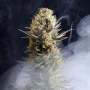 Сорт насіння канабісу Kaboom від Kannabia Seeds