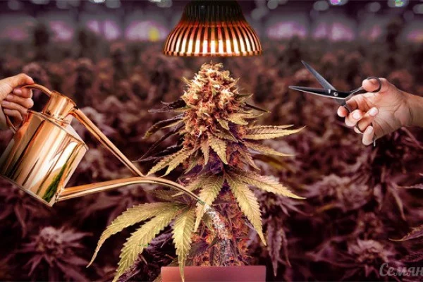 Конопля и навоз почему у марихуаны вянут листья