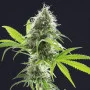 Сорт семян каннабиса Kama Kush CBD от Kannabia Seeds