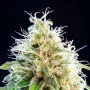 Сорт семян каннабиса Kama Kush CBD от Kannabia Seeds