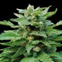 Сорт насіння канабісу Karibbean Mango від Kannabia Seeds