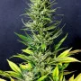 Сорт насіння канабісу Karibbean Mango від Kannabia Seeds