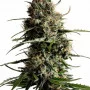 Cannabis seed variety Kickass Auto