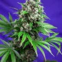 Семена конопли KILLER KUSH F1 FAST VERSION® от Sweet Seeds