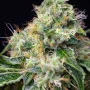 Семена конопли KILLER KUSH F1 FAST VERSION® от Sweet Seeds