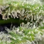 Семена конопли KILLER KUSH F1 FAST VERSION® от Sweet Seeds