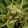 Cannabis seed variety Kritic Auto of Kannabia Seeds