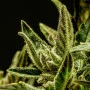 Cannabis seed variety Kritic Auto of Kannabia Seeds