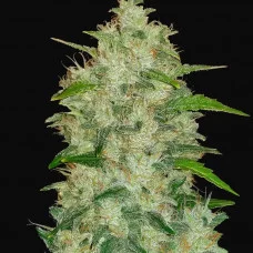 Original CHEMDAWG Auto