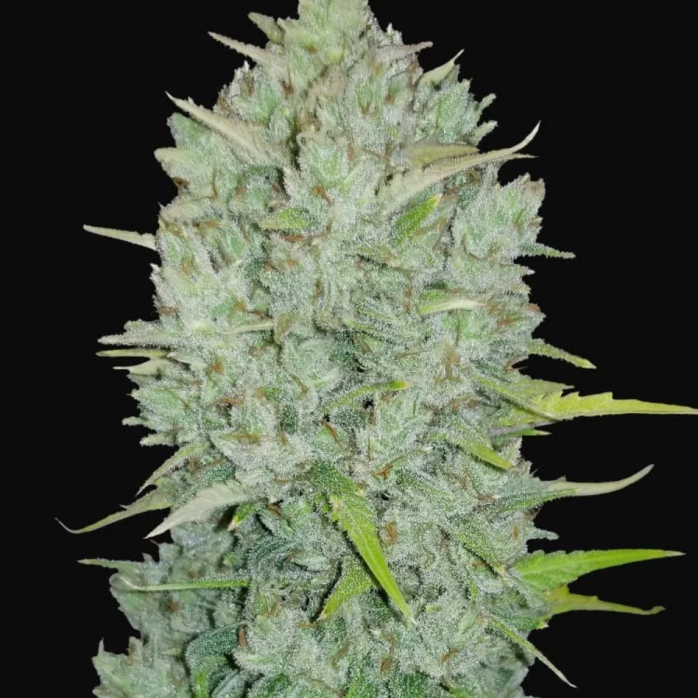 Cannabis seeds Original NORTHERN LIGHTS Auto from Fast Buds
