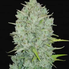 Original NORTHERN LIGHTS Auto