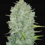 Cannabis seeds Original NORTHERN LIGHTS Auto from Fast Buds