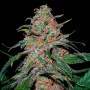 Сорт насіння канабісу Lemon Skunk Feminised Gold