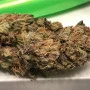 Сорт насіння канабісу Lemon Skunk Feminised Gold