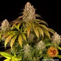 Cannabis seeds LEMON TREE from Barney's Farm
