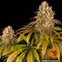Cannabis seeds LEMON TREE from Barney's Farm