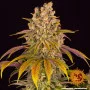 Cannabis seeds LEMON TREE from Barney's Farm