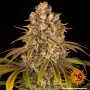 Cannabis seeds LEMON TREE from Barney's Farm