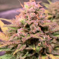 Auto Lemon Zkittlez