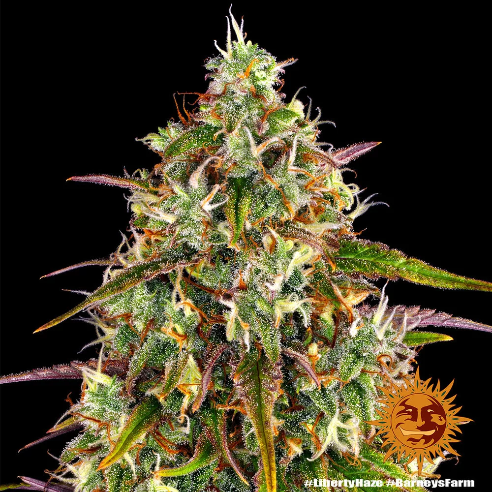 Семена конопли LIBERTY HAZE от Barney's Farm Семена конопли LIBERTY HAZE от Barney's Farm
