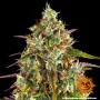 Семена конопли LIBERTY HAZE от Barney's Farm Семена конопли LIBERTY HAZE от Barney's Farm