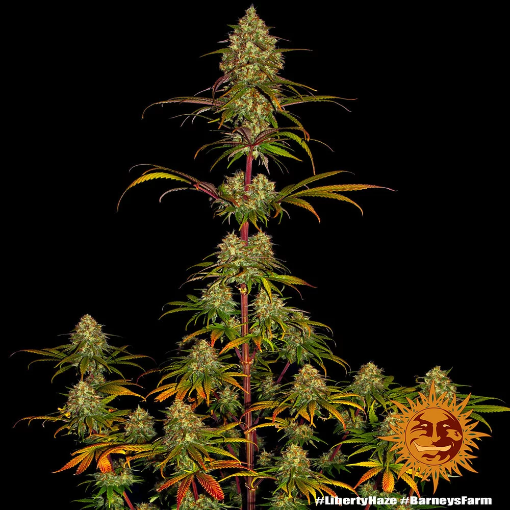 Семена конопли LIBERTY HAZE от Barney's Farm Семена конопли LIBERTY HAZE от Barney's Farm