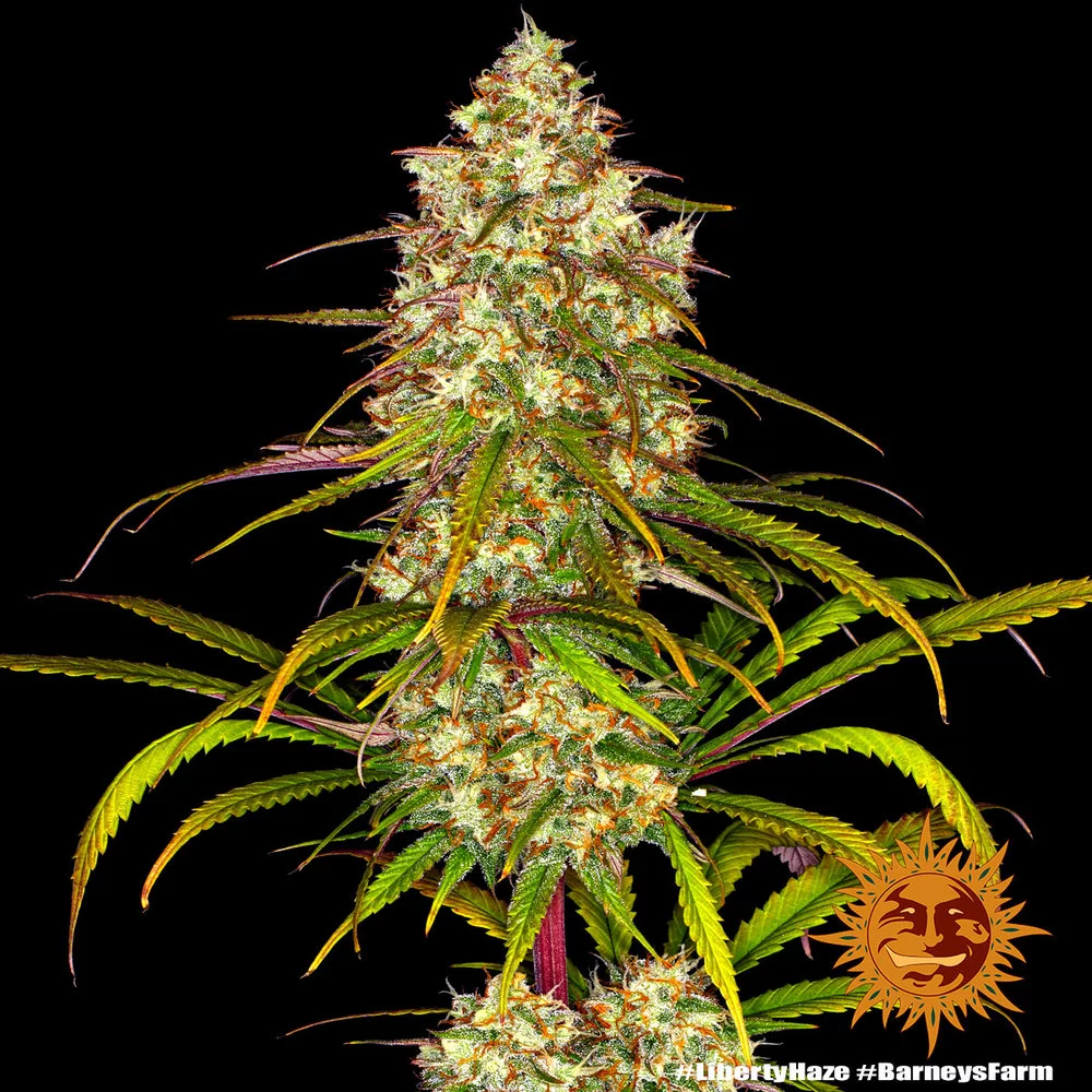 Семена конопли LIBERTY HAZE от Barney's Farm Семена конопли LIBERTY HAZE от Barney's Farm