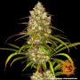 Семена конопли LIBERTY HAZE от Barney's Farm Семена конопли LIBERTY HAZE от Barney's Farm