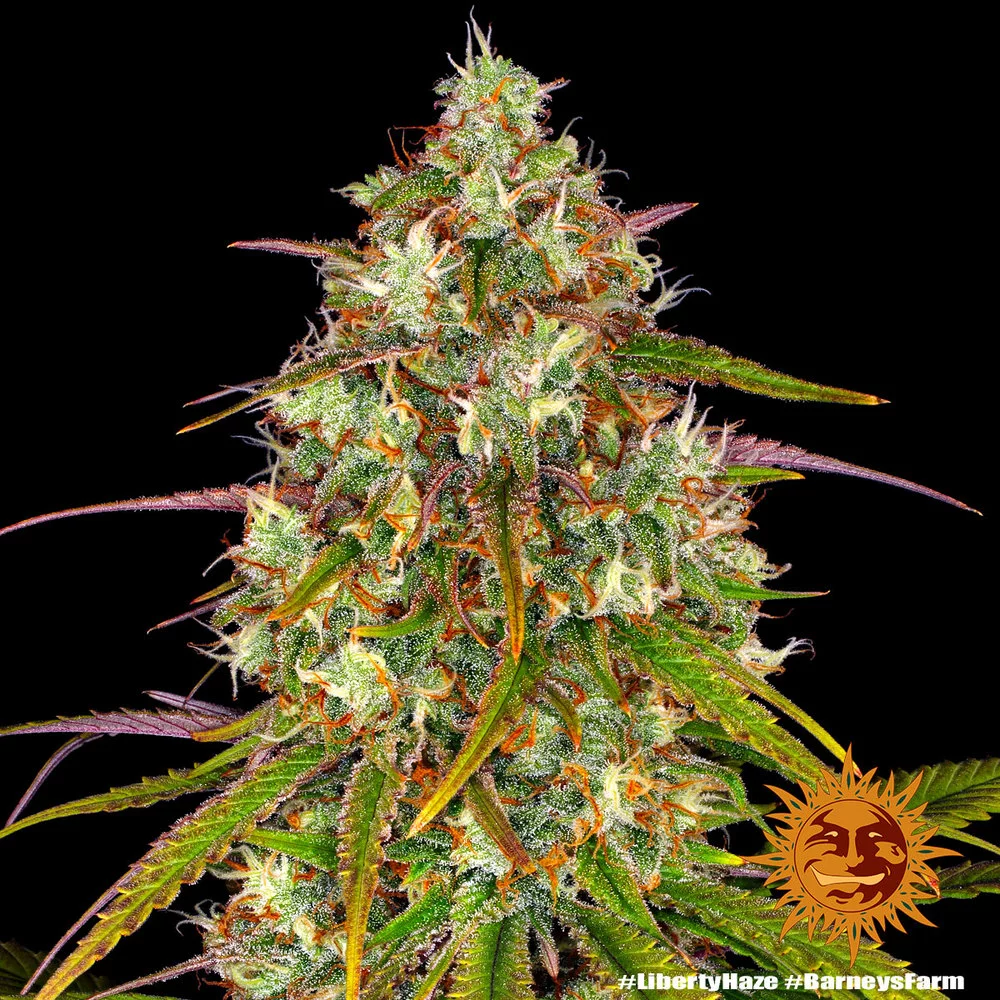 Семена конопли LIBERTY HAZE от Barney's Farm Семена конопли LIBERTY HAZE от Barney's Farm