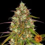 Семена конопли LIBERTY HAZE от Barney's Farm Семена конопли LIBERTY HAZE от Barney's Farm