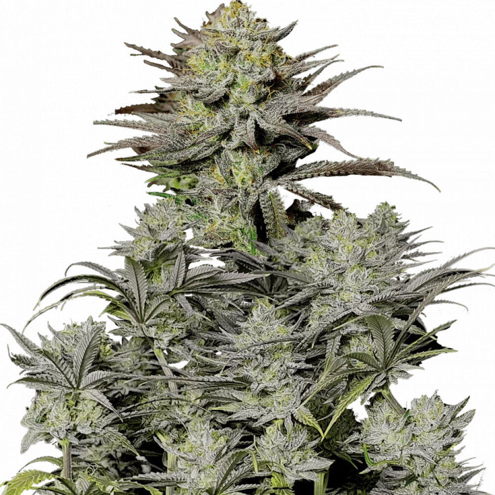 Семена конопли GORILLA Cookies FF от Fast Buds