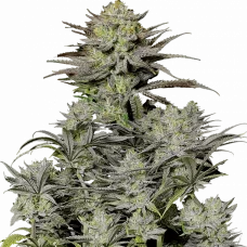 GORILLA Cookies FF