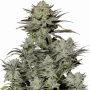 Семена конопли GORILLA Cookies FF от Fast Buds