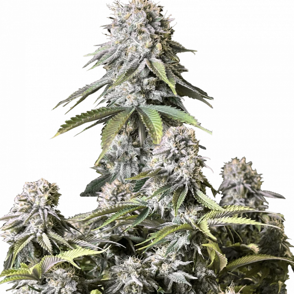 Семена конопли Orange SHERBET FF от Fast Buds