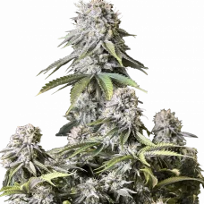 Orange SHERBET FF