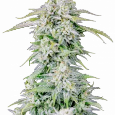 Original AFGHAN KUSH Auto