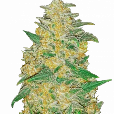 Original AK Auto