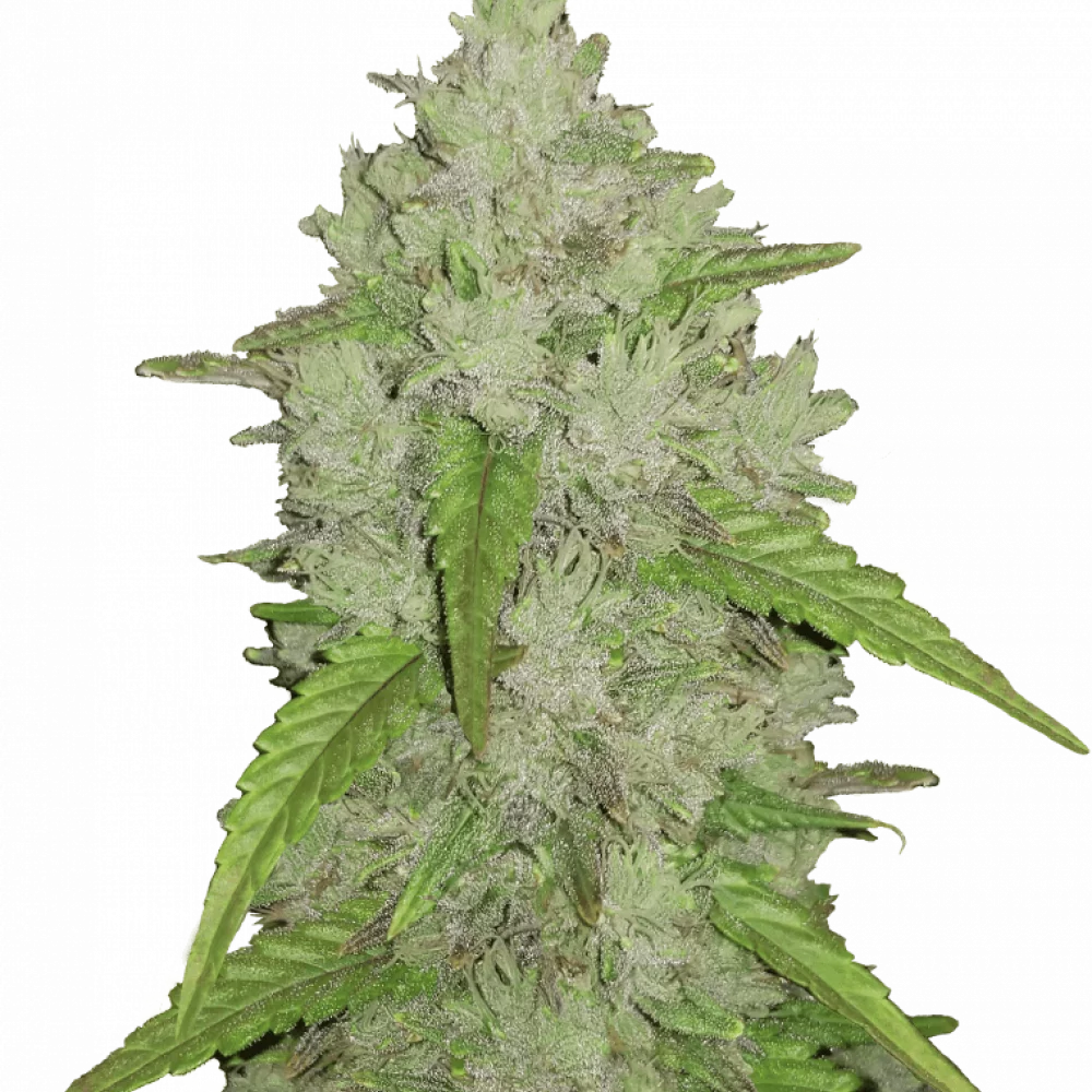 Насіння конопель Original AMNESIA HAZE Auto від Fast Buds