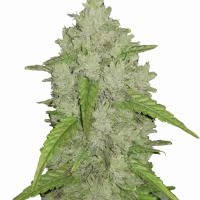 Original AMNESIA HAZE Auto