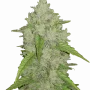 Насіння конопель Original AMNESIA HAZE Auto від Fast Buds