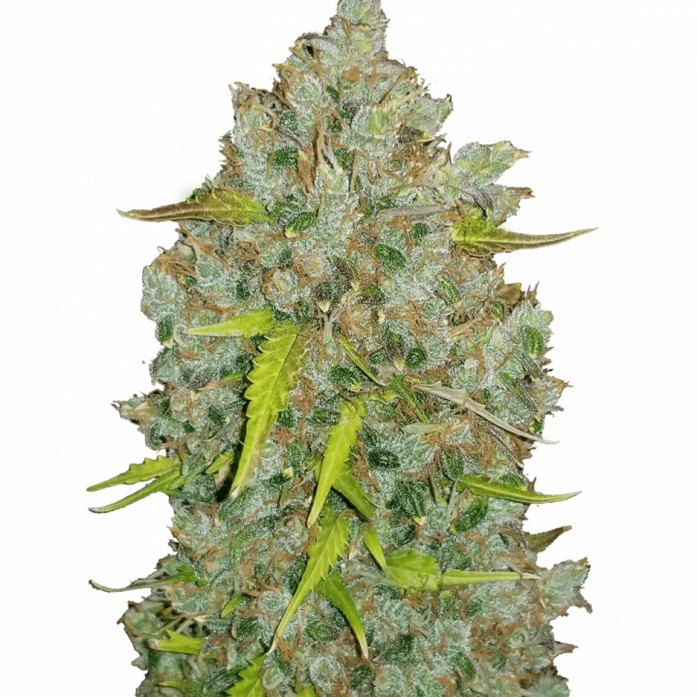 Семена конопли Original BUBBLEGUM Auto от Fast Buds