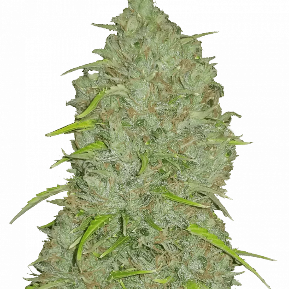 Cannabis seeds Original JACK HERER Auto from Fast Buds