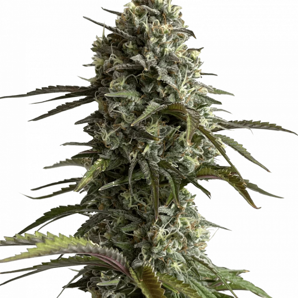 Семена конопли Original  SKUNK Auto от Fast Buds